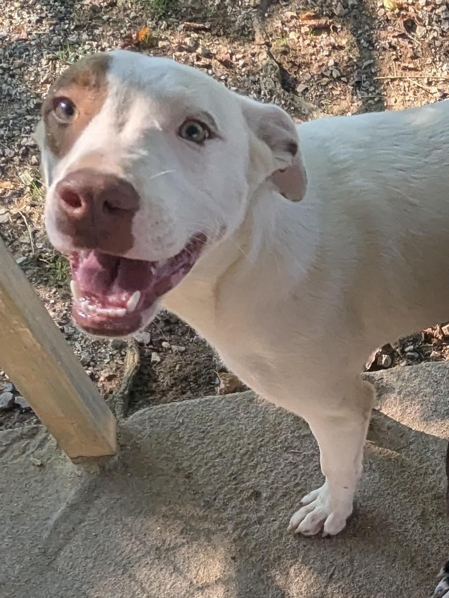 SHERLOCK, a Adoptable Mixed Breed in Talbott, TN image 1/4