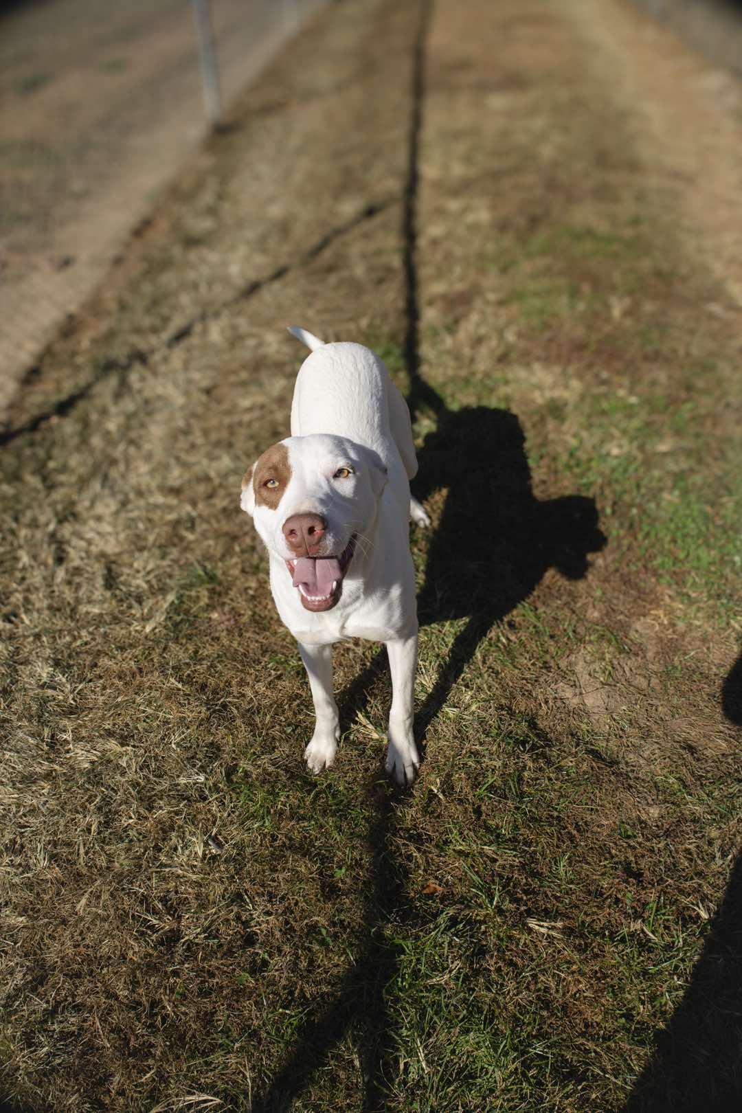 SHERLOCK, a Adoptable Mixed Breed in Talbott, TN image 2/4