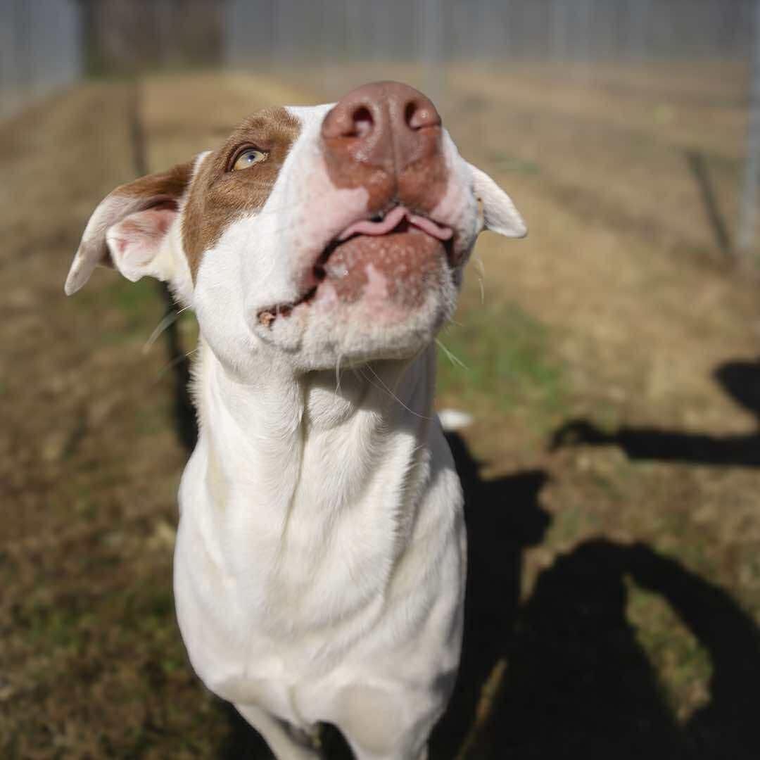 SHERLOCK, a Adoptable Mixed Breed in Talbott, TN image 3/4