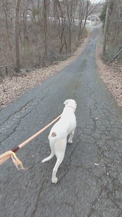 Enlarge SHERLOCK, a Adoptable Mixed Breed in Talbott, TN video 5/5