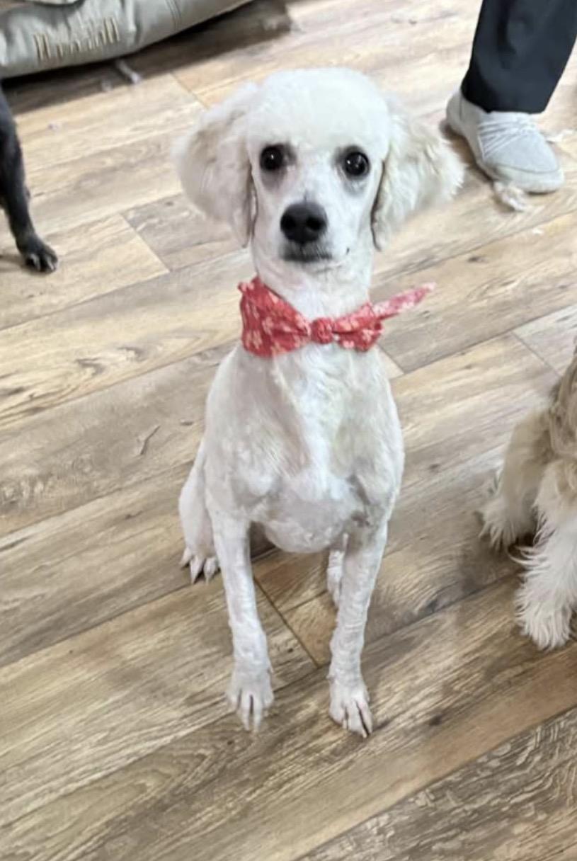 Priscilla, adoptable, Young Female Poodle.