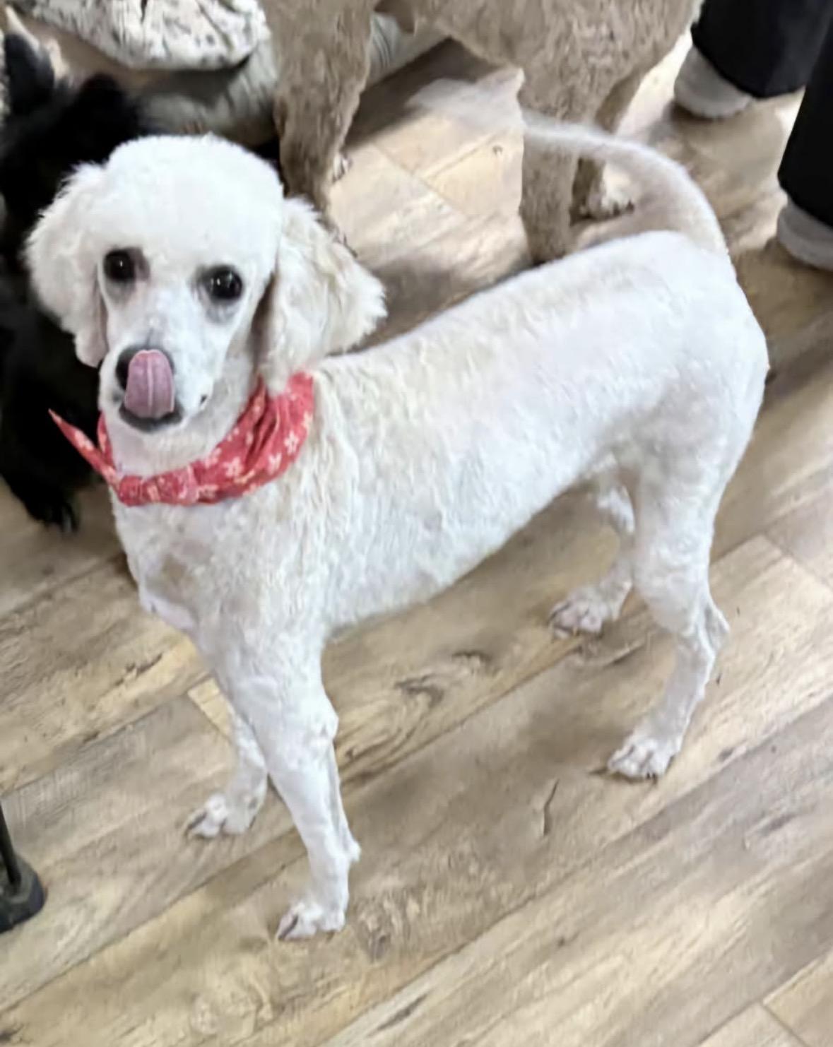 Priscilla, an adopted mixed breed in Pembroke, MA image 2/2