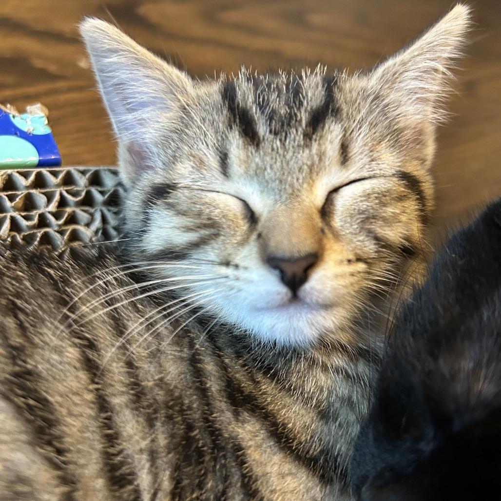 Luna, Adoptable, Kitten Female Domestic Short Hair.