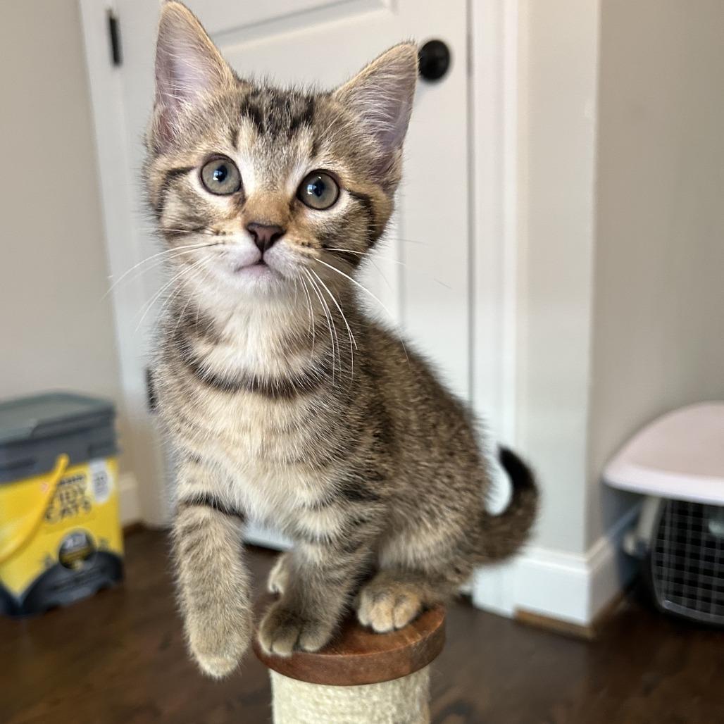 Luna, a Adoptable Domestic Short Hair in Richmond, VA image 2/5
