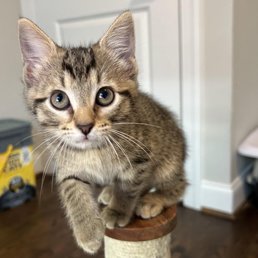 Luna, a Adoptable Domestic Short Hair in Richmond, VA image 3/5