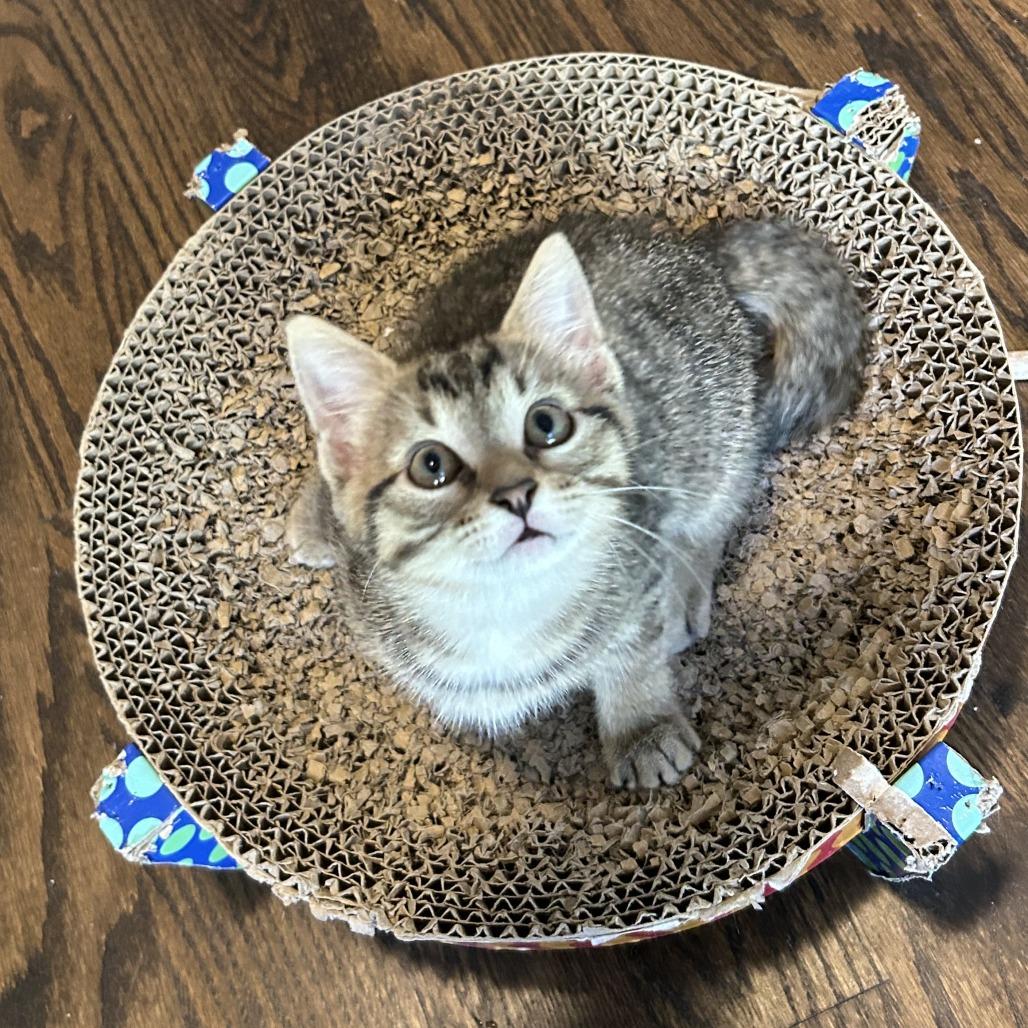 Luna, a Adoptable Domestic Short Hair in Richmond, VA image 4/5