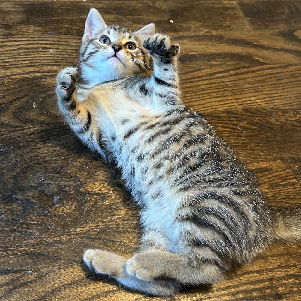 Luna, a Adoptable Domestic Short Hair in Richmond, VA image 5/5