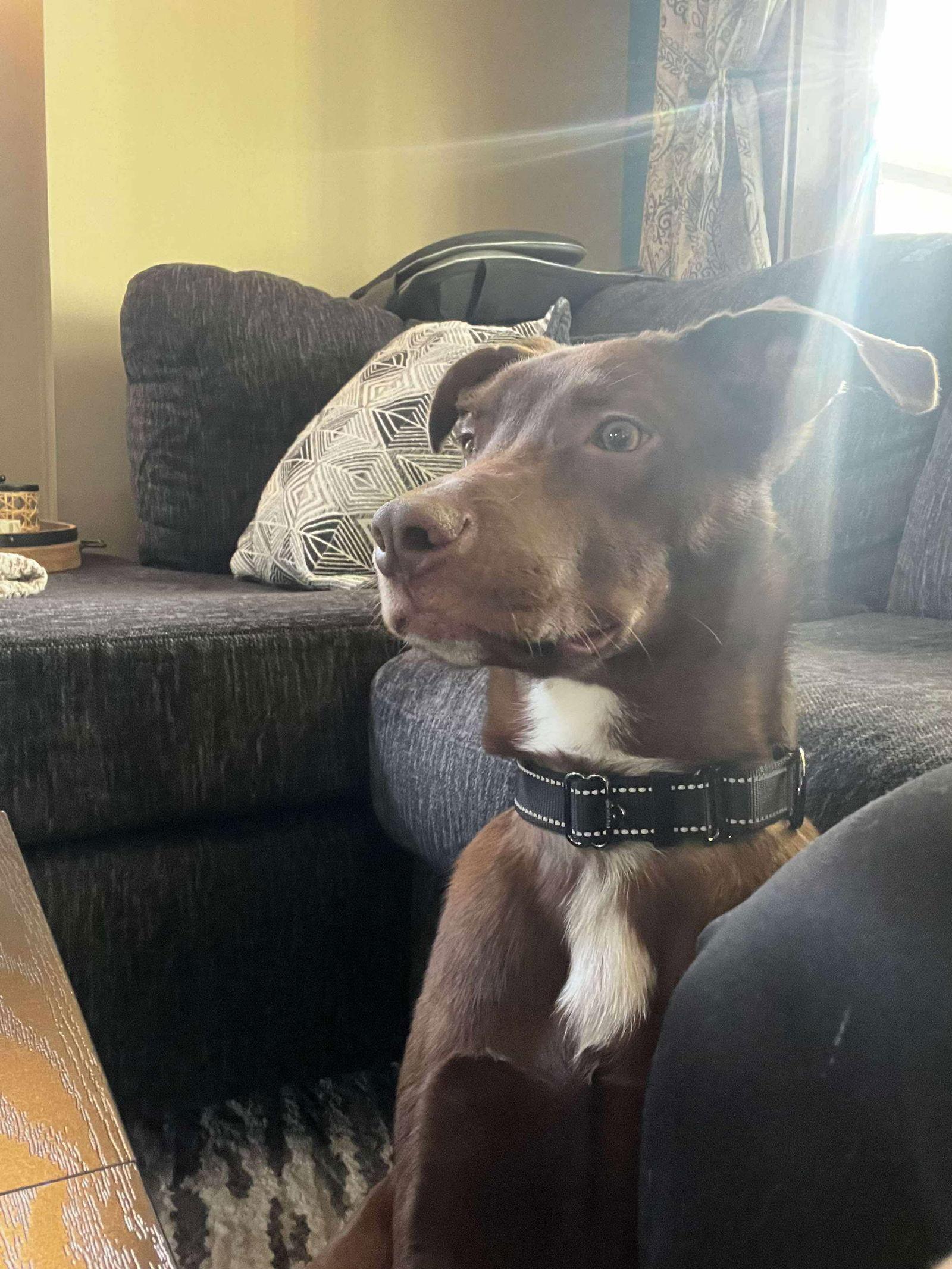 Jacques, Adoptable, Young Male Labrador Retriever.