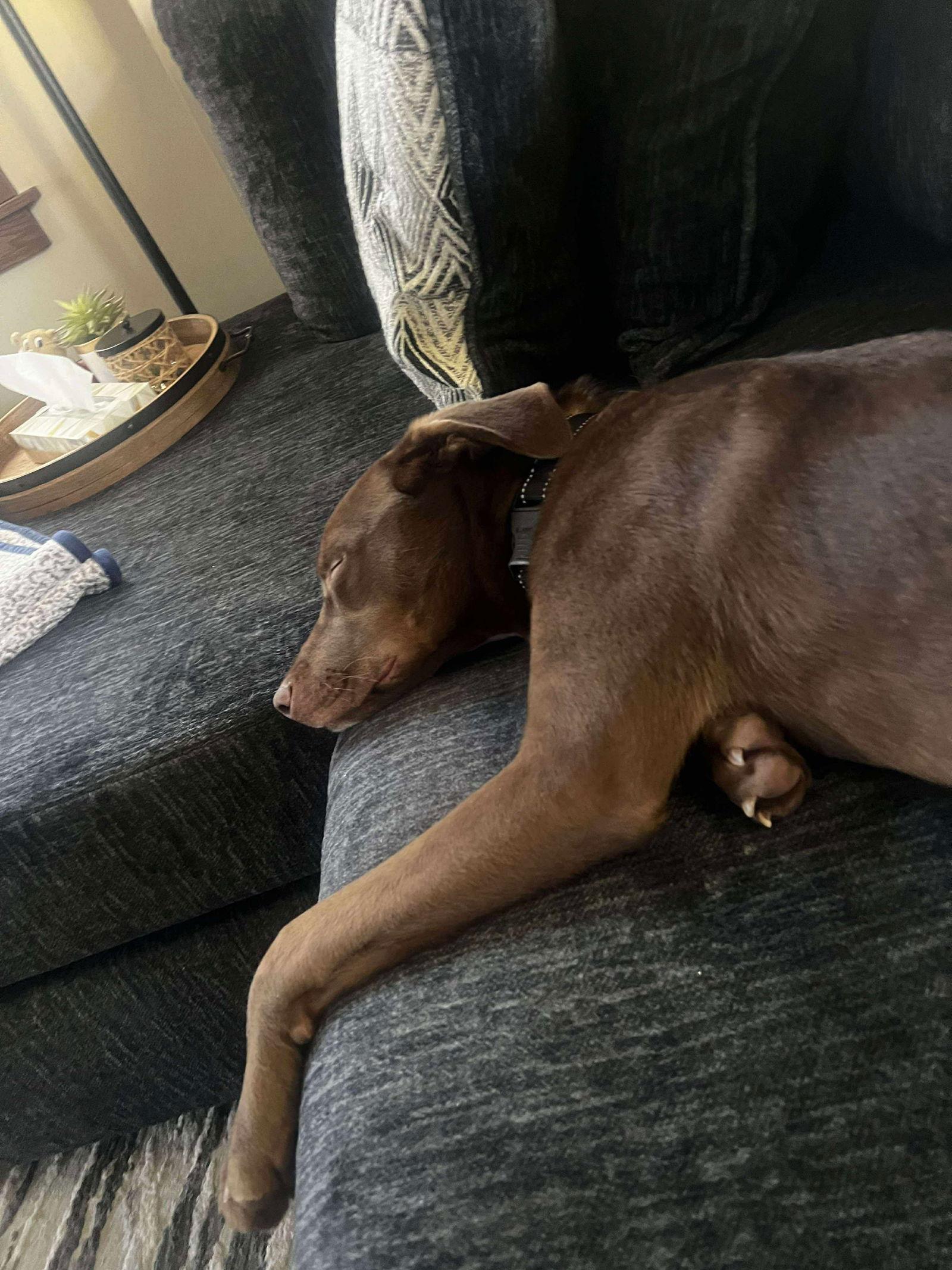 Jacques, a Adoptable Labrador Retriever in Minneapolis, MN image 2/3