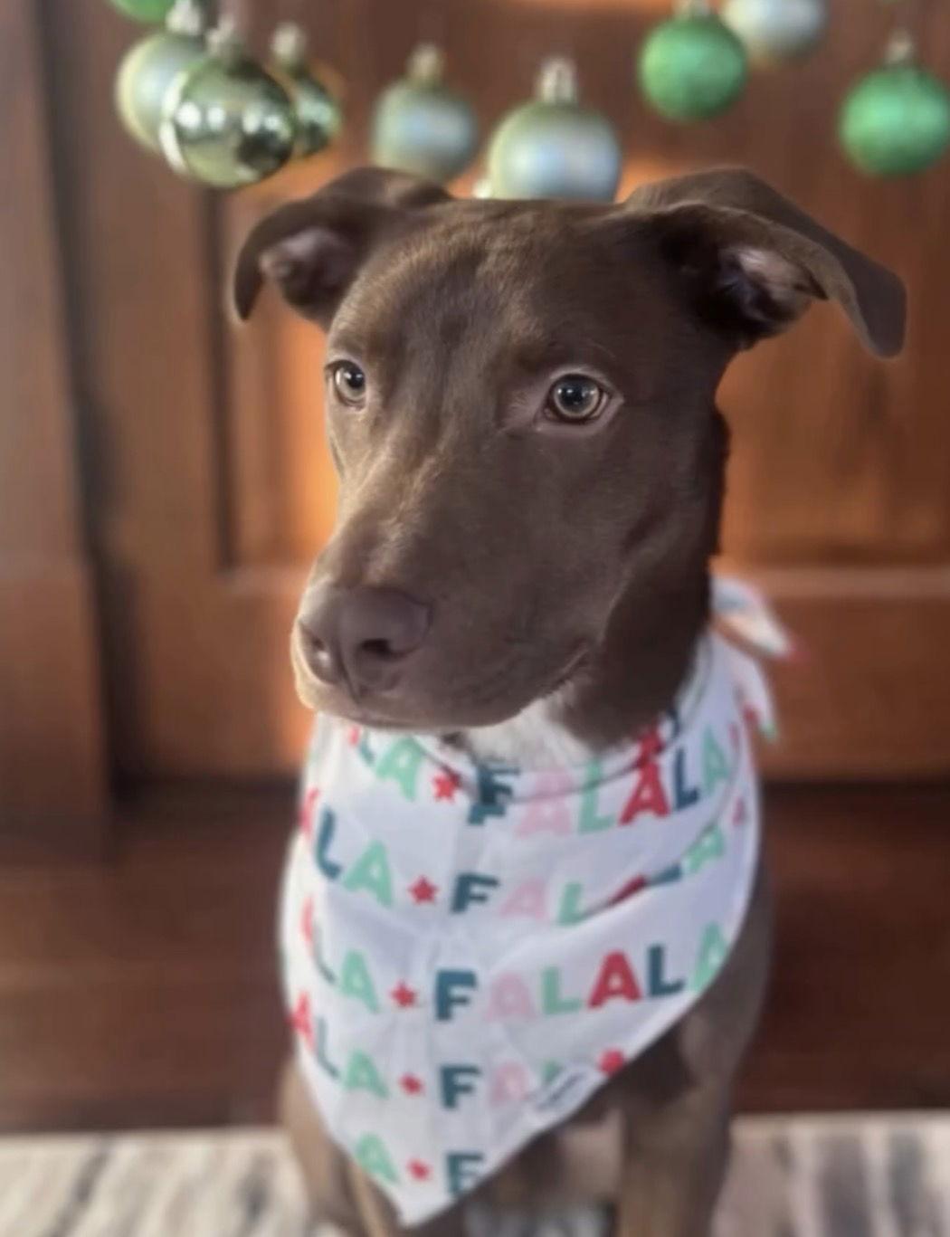 Jacques, a Adoptable Labrador Retriever in Minneapolis, MN image 3/3