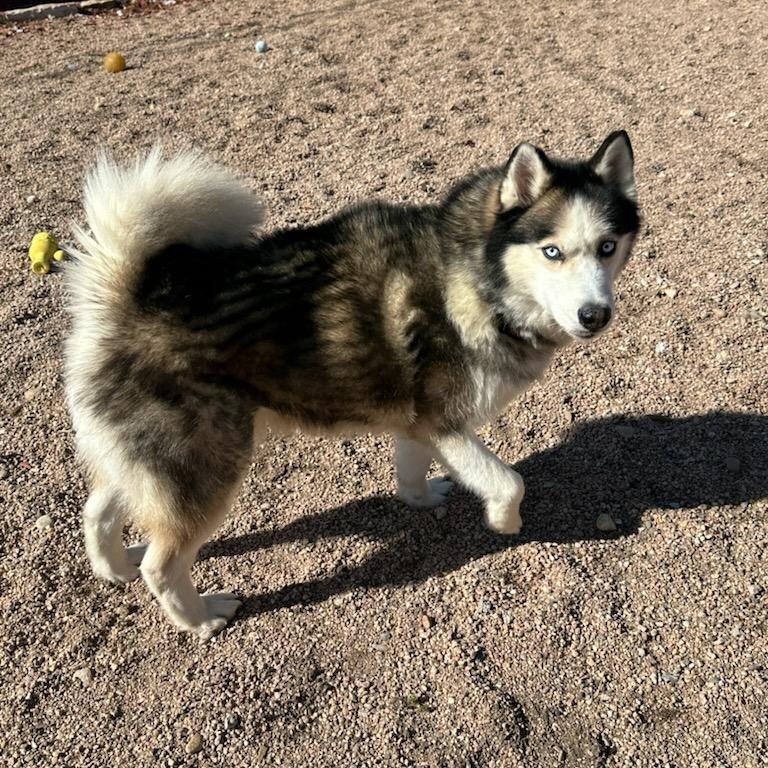 Titus, Adoptable, Young Male Siberian Husky.
