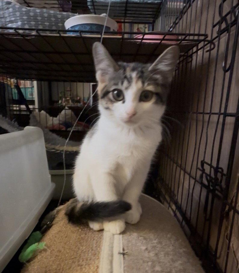 Truffle 9392, a Adoptable Domestic Short Hair in Locust Grove, VA image 1/2