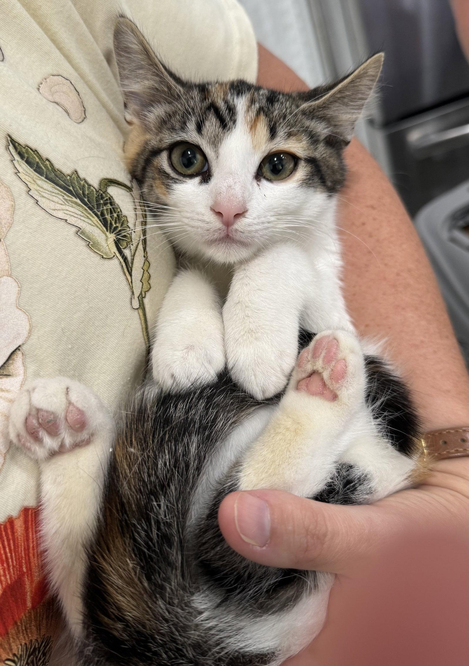 Truffle 9392, a Adoptable Domestic Short Hair in Locust Grove, VA image 2/2