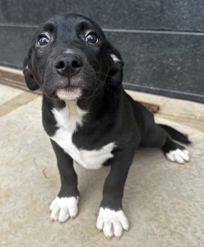 Will.i.am, Adoptable, Puppy Male Retriever & Labrador Retriever.