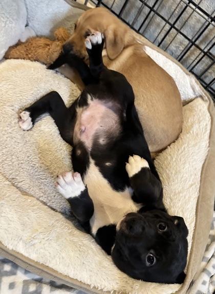 Enlarge Will.i.am, a Adoptable mixed breed in Wilkesboro, NC image 3/3