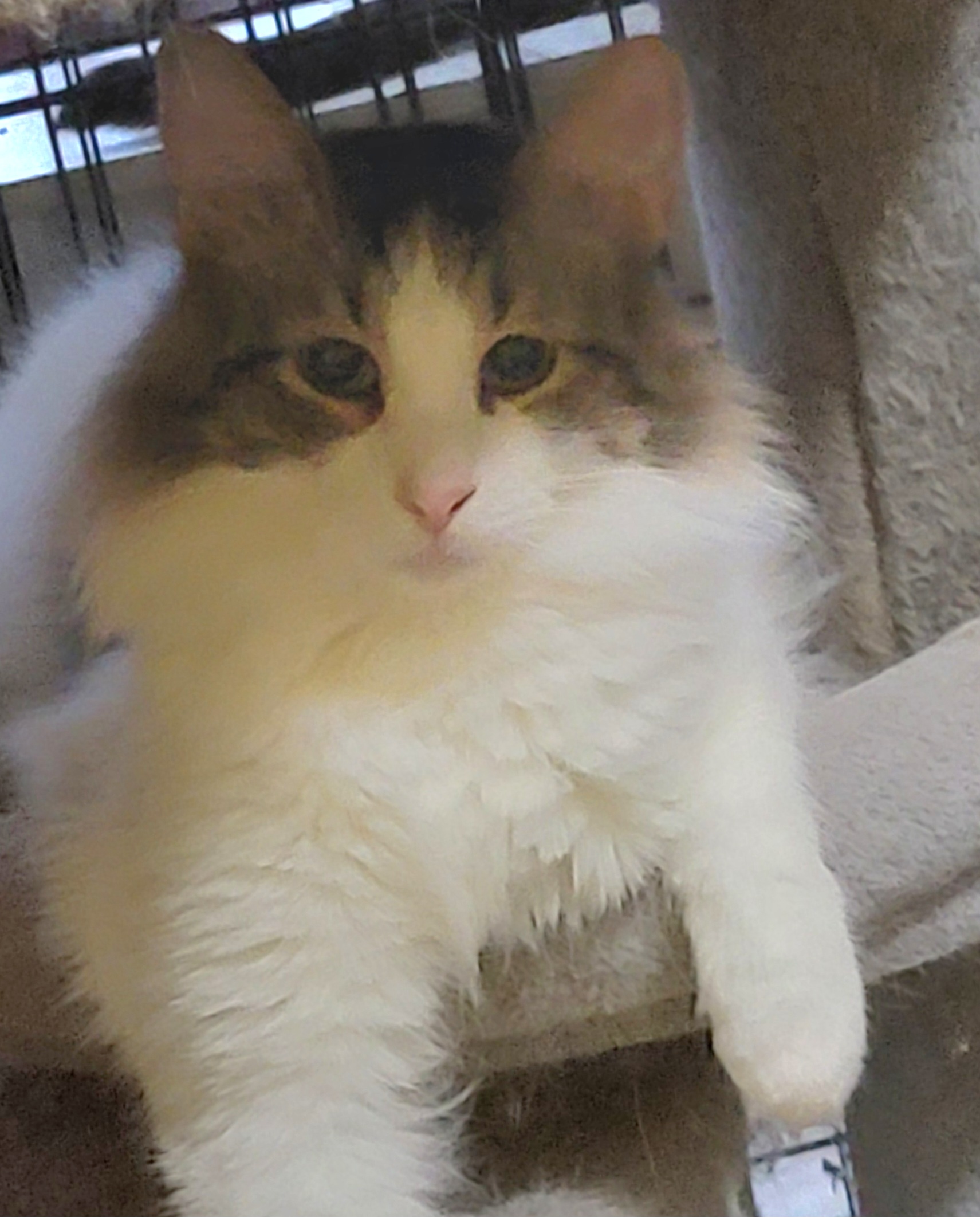 Crown Prince Milo