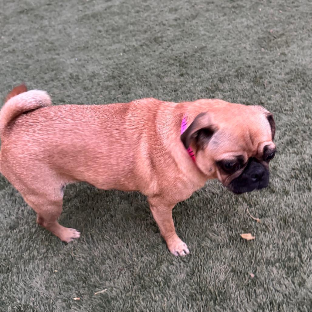Winnie, a Adoptable Pug in Las Vegas, NV image 2/3