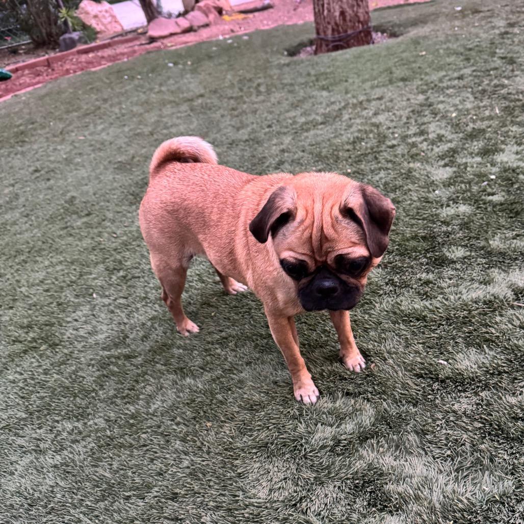 Winnie, a Adoptable Pug in Las Vegas, NV image 3/3