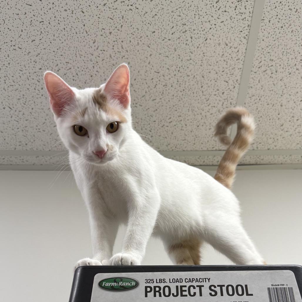 Creamsicle, Adoptable, Young Male American Shorthair.