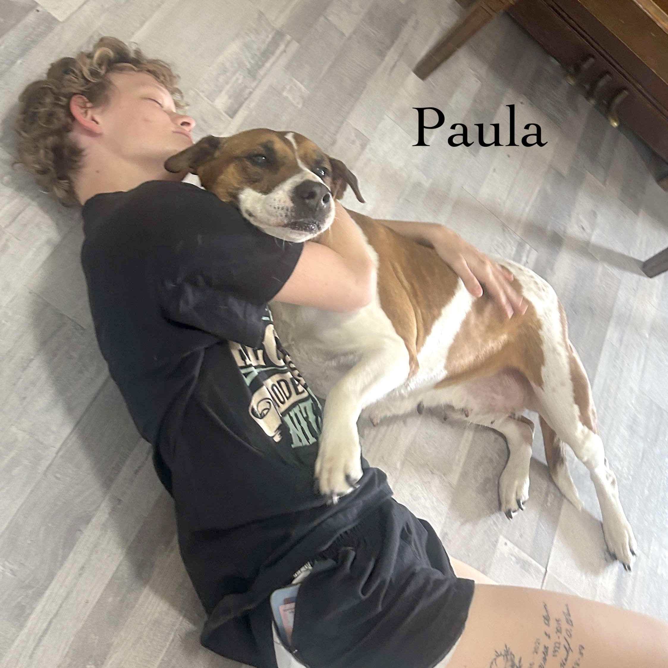 Enlarge Paula, a Adoptable mixed breed in Edmonds, WA image 2/6