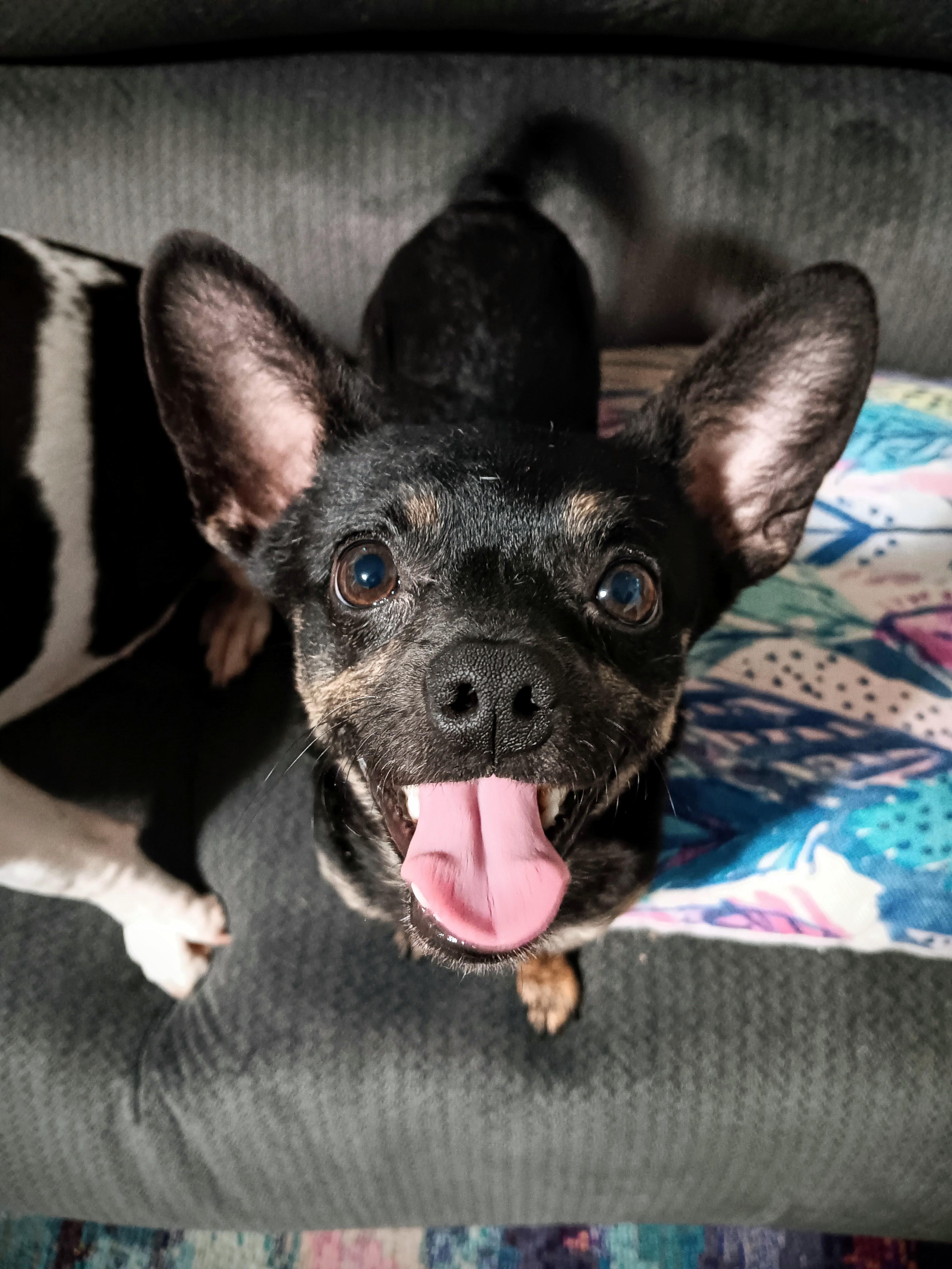 Enlarge Blue, an adopted mixed breed in Portland, OR image 1/6