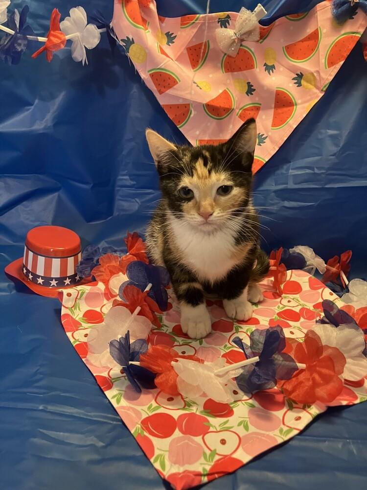 Elle, Adoptable, Young Female Calico.