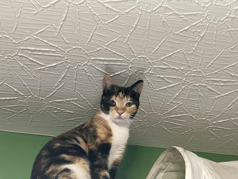 Elle, a Adoptable mixed breed in Powder Springs, GA image 2/5