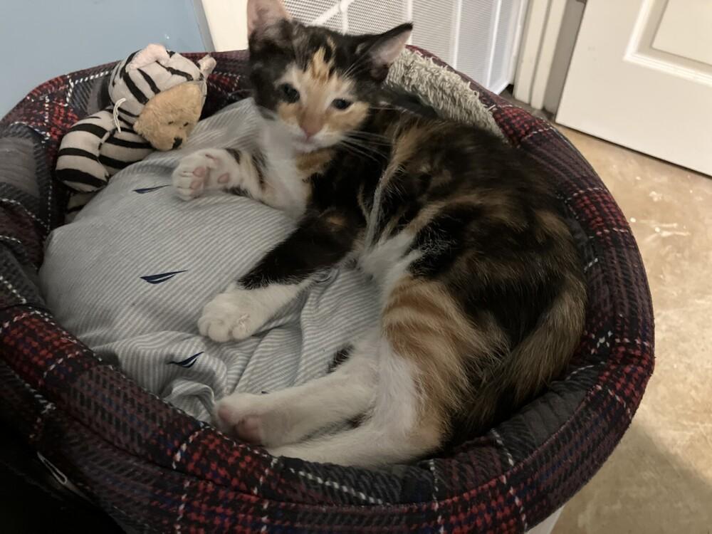 Elle, a Adoptable mixed breed in Powder Springs, GA image 3/5