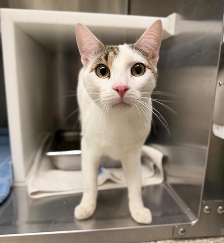 Enlarge MILES, a Adoptable Domestic Medium Hair in Brighton, CO image 1/1