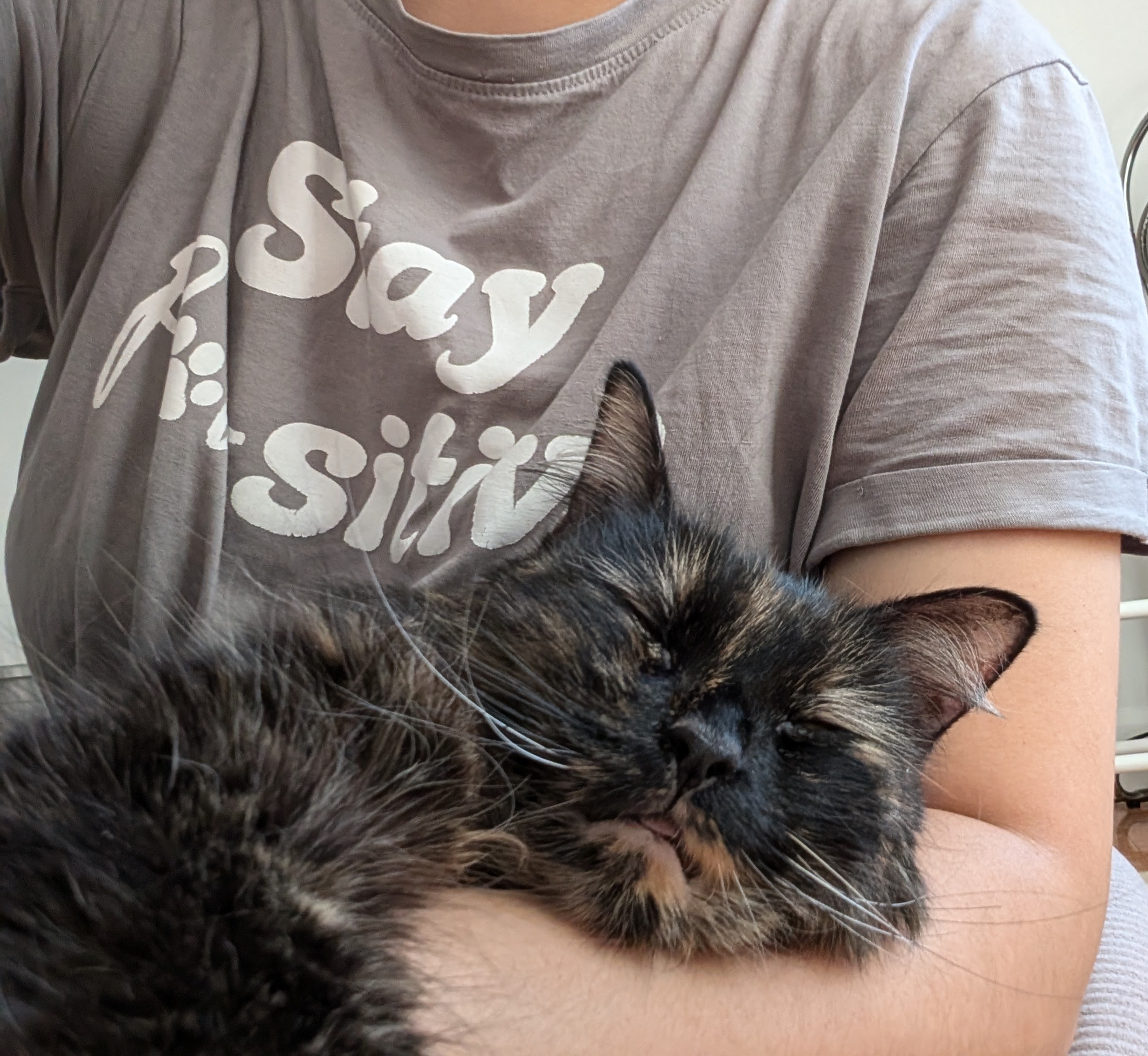 Cat for adoption Princess, a Domestic Medium Hair in Melrose, MA