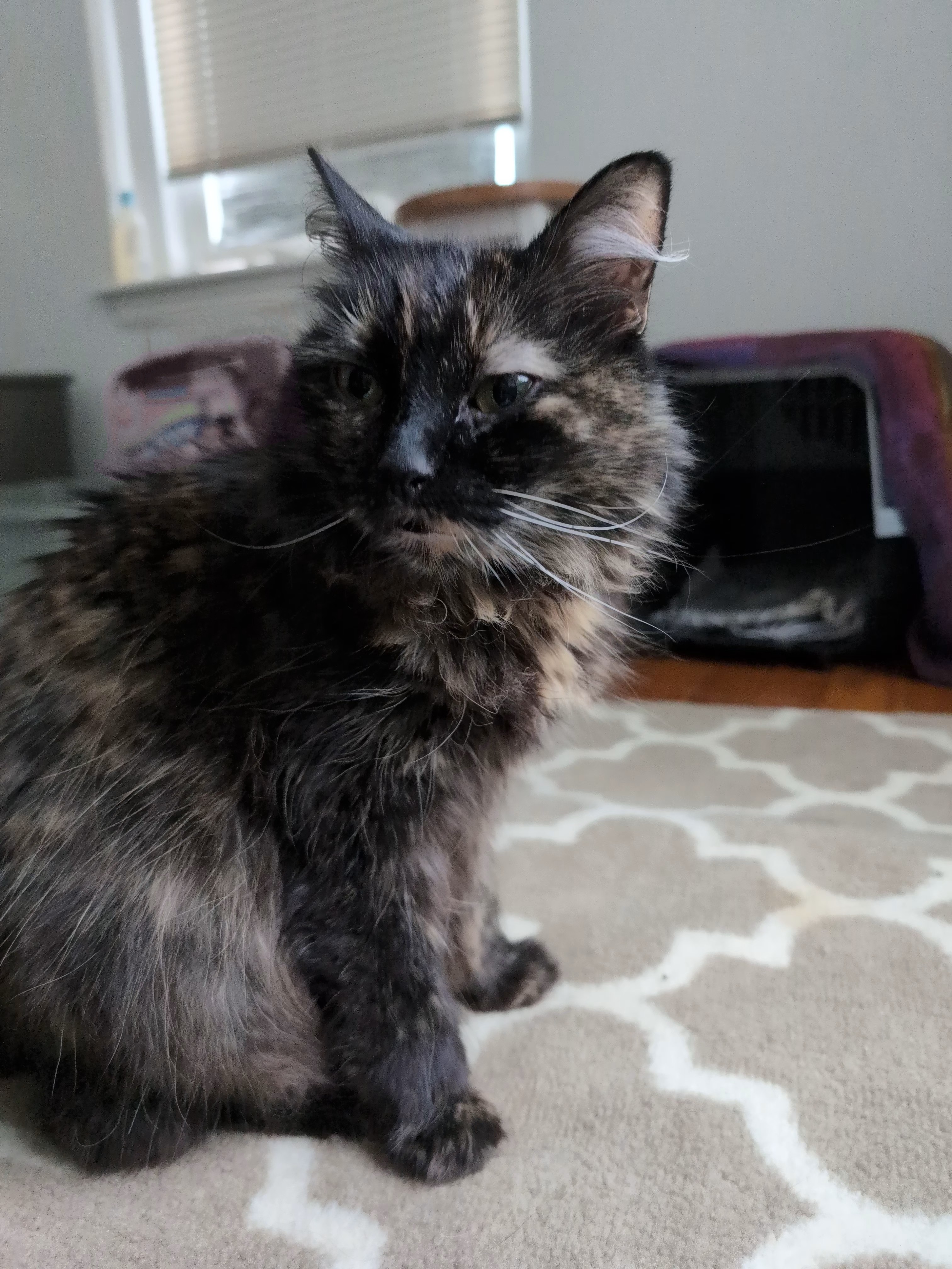 Cat for adoption Princess, a Domestic Medium Hair in Melrose, MA