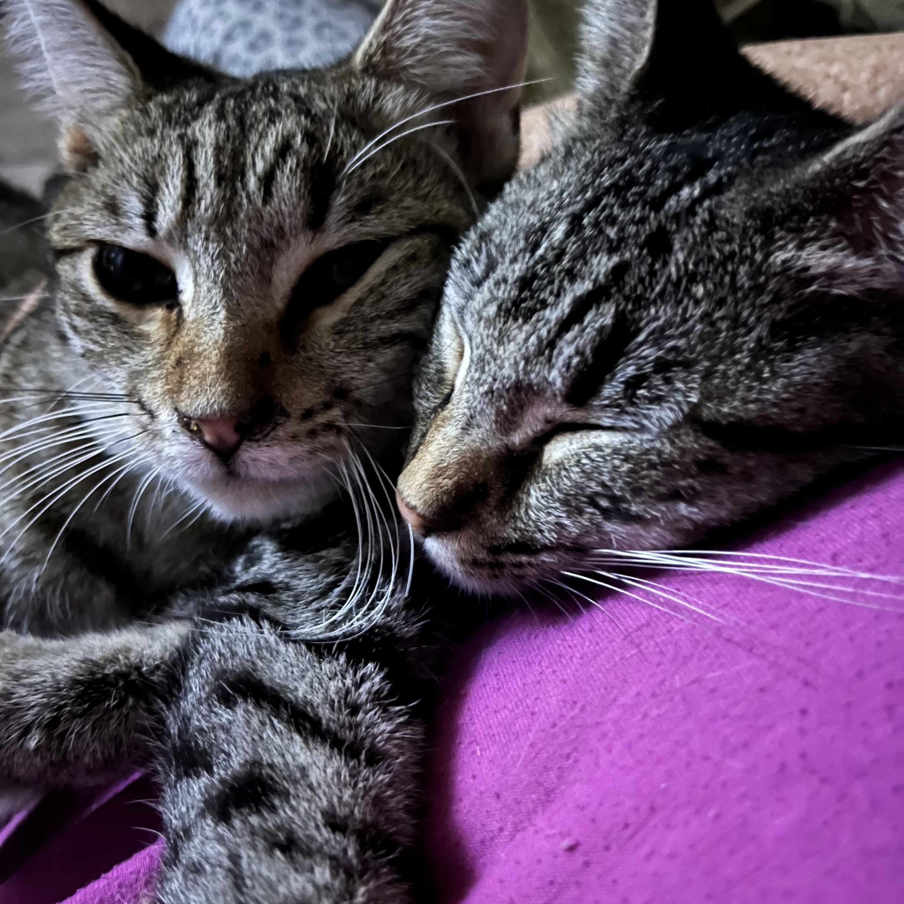 Enlarge Trinity W. , a ADOPTABLE Tabby in Sacramento, CA image 1/1