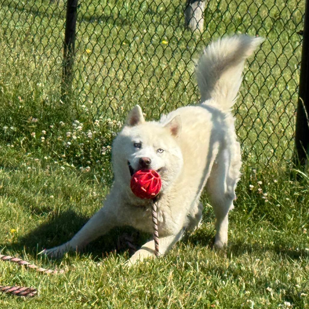 "Gwyn", Adoptable, Senior Male Husky & Samoyed.