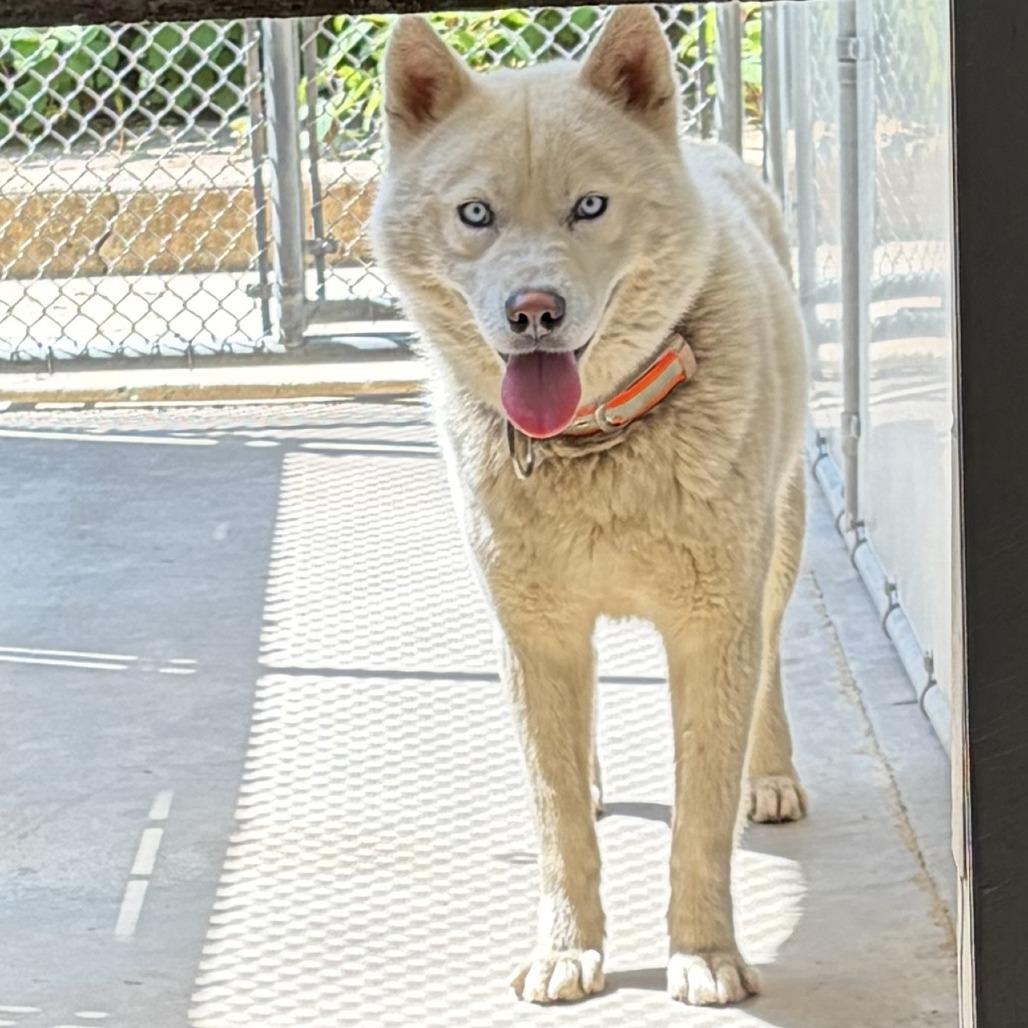 Enlarge "Gwyn", a Adoptable mixed breed in Perkiomenville, PA image 2/6