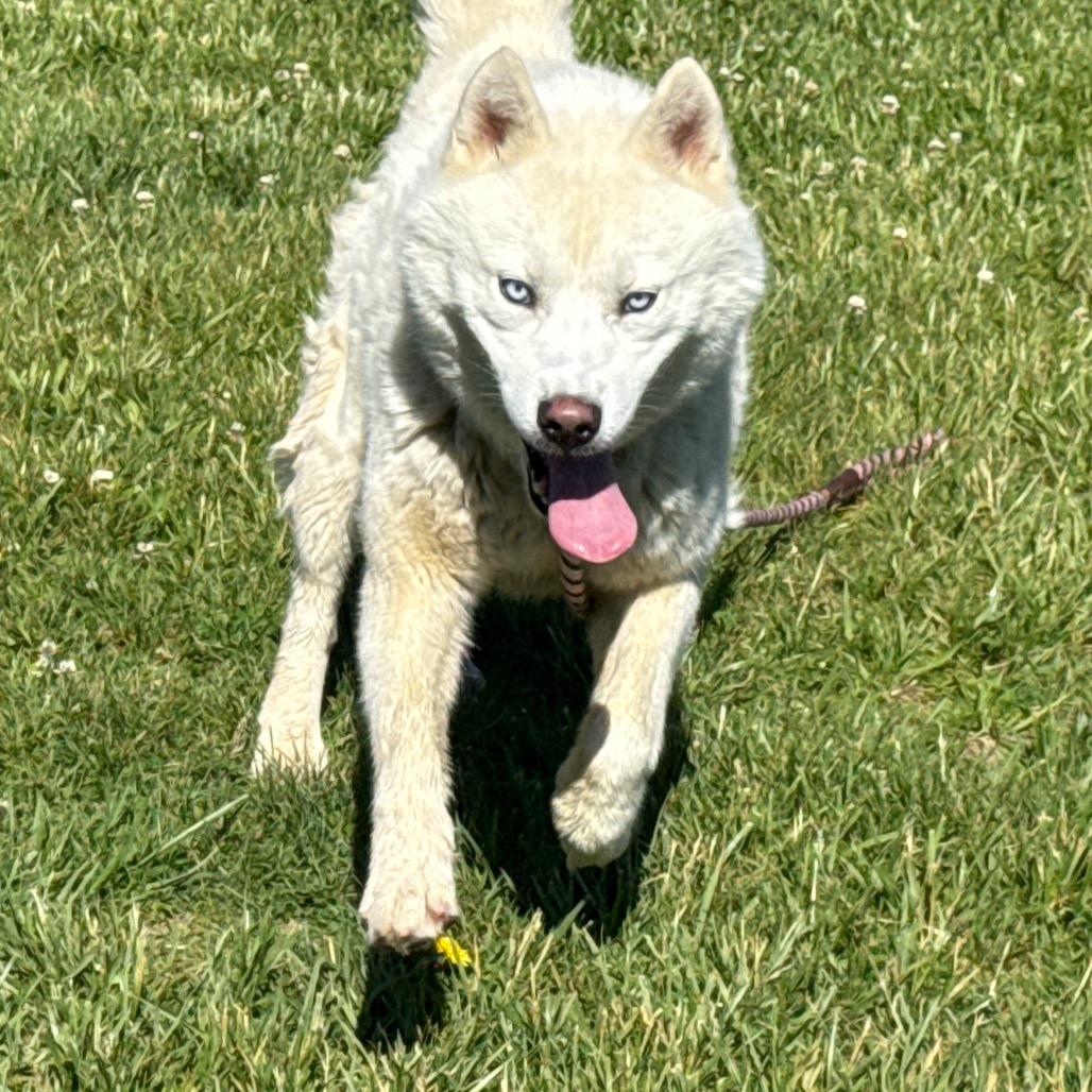 Enlarge "Gwyn", a Adoptable mixed breed in Perkiomenville, PA image 3/6