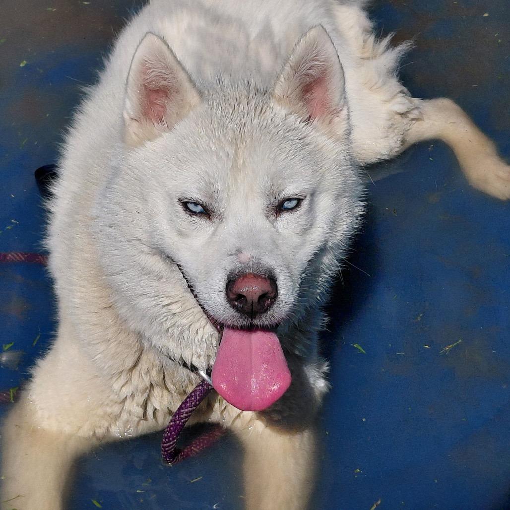 "Gwyn", a Adoptable mixed breed in Perkiomenville, PA image 3/6