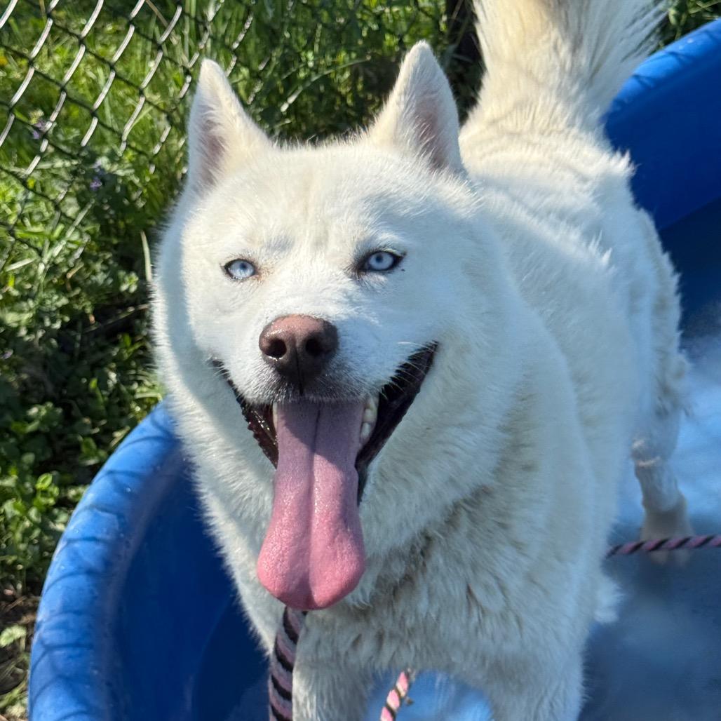 Enlarge "Gwyn", a Adoptable mixed breed in Perkiomenville, PA image 4/6