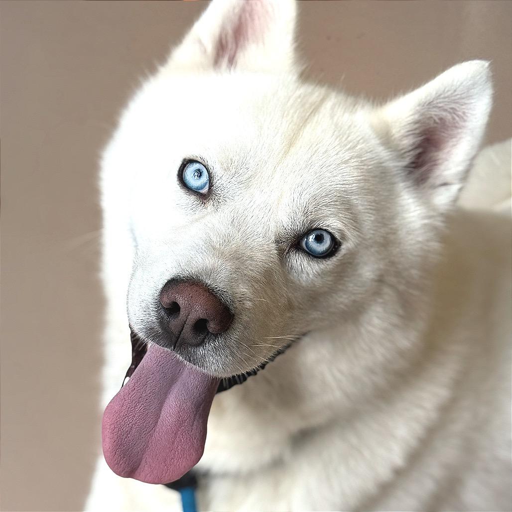 "Gwyn", a Adoptable mixed breed in Perkiomenville, PA image 4/6