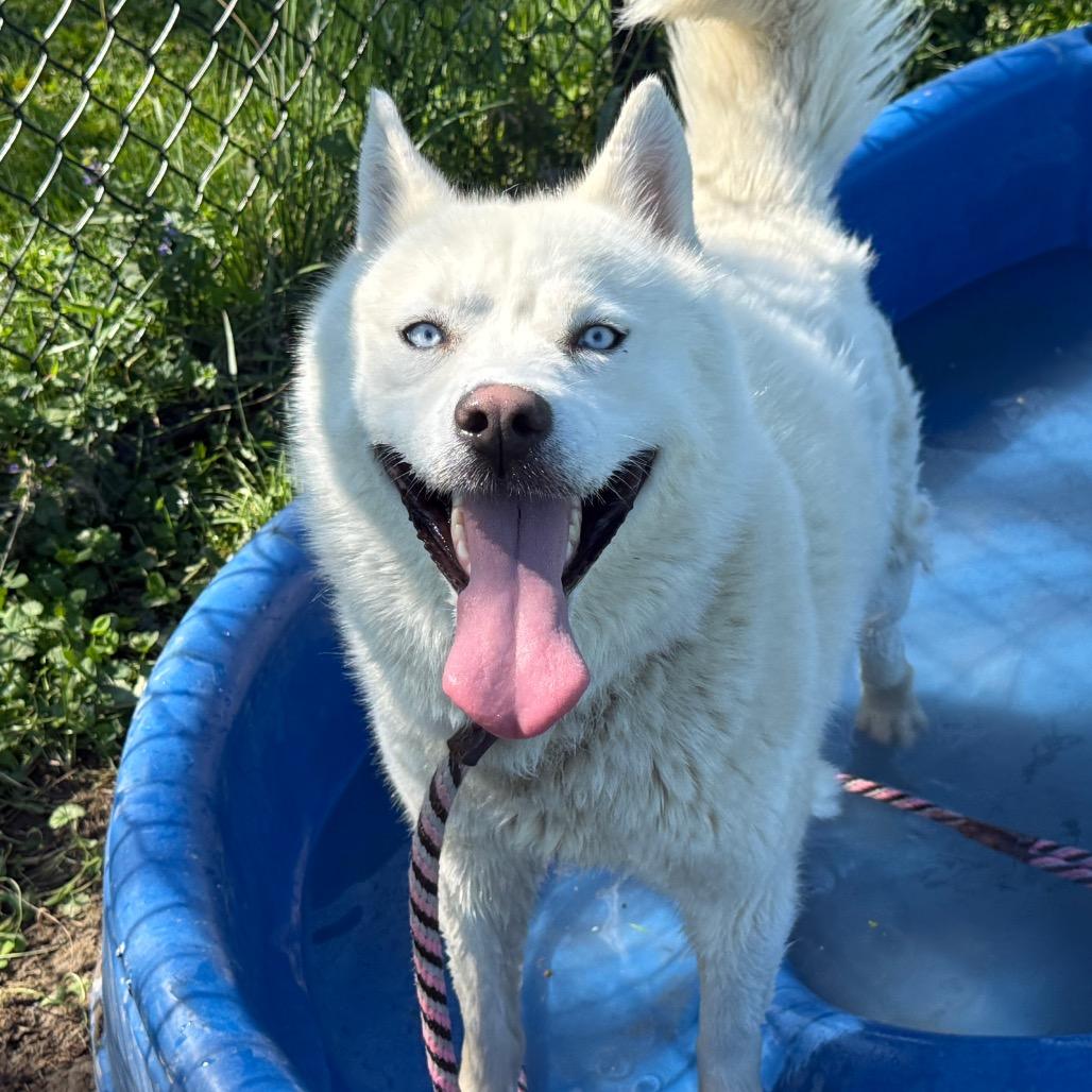 Enlarge "Gwyn", a Adoptable mixed breed in Perkiomenville, PA image 5/6