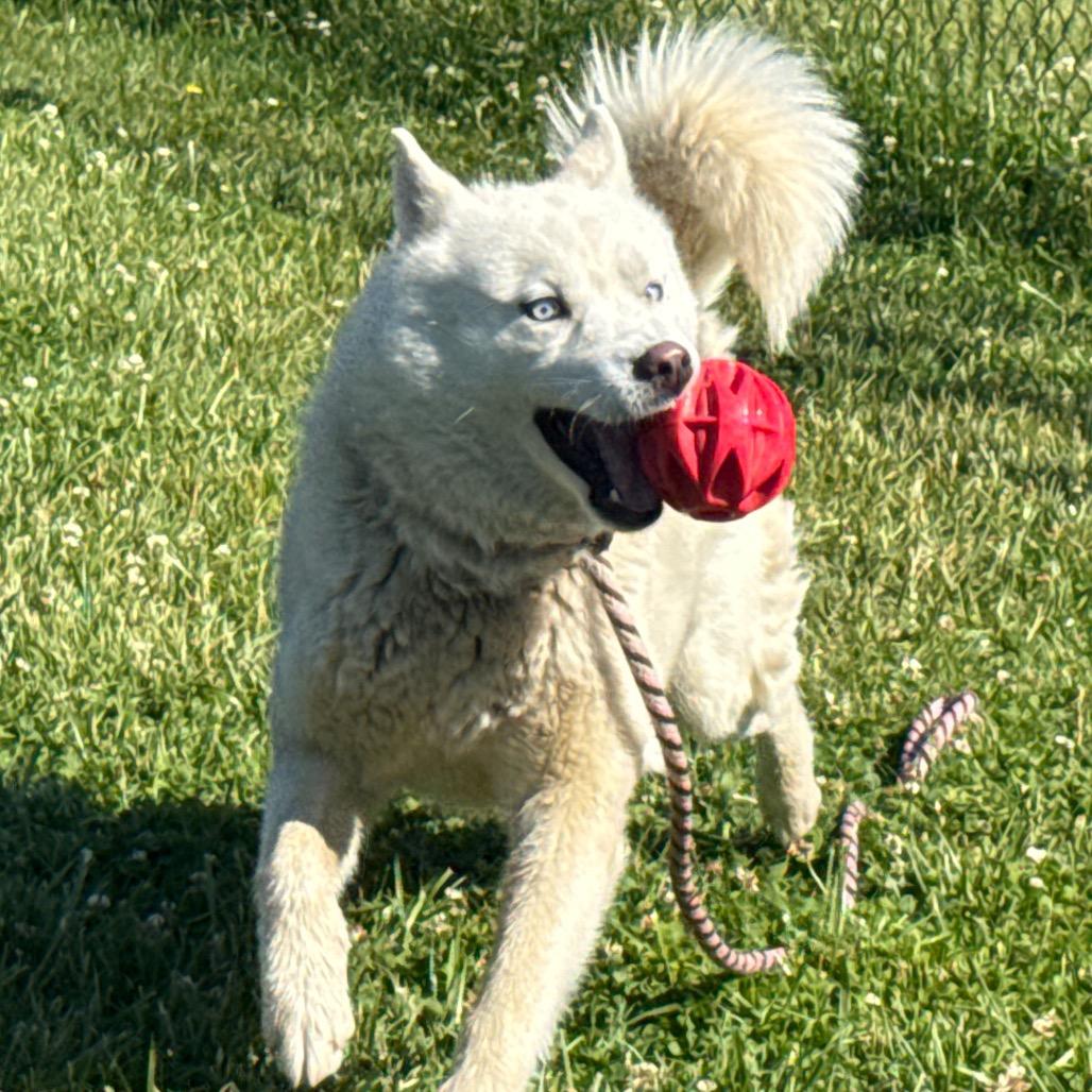 Enlarge "Gwyn", a Adoptable mixed breed in Perkiomenville, PA image 6/6