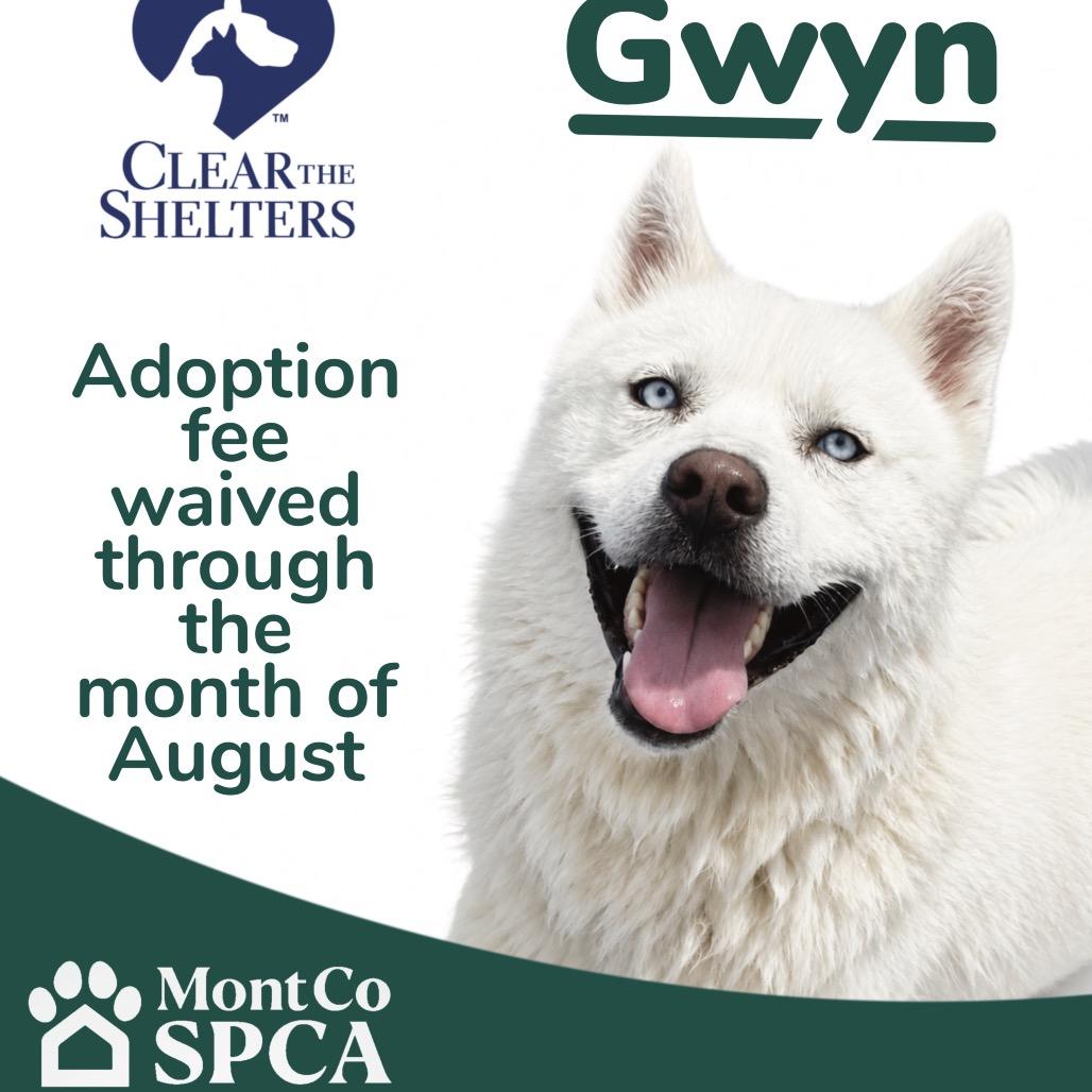 "Gwyn", a Adoptable mixed breed in Perkiomenville, PA image 6/6