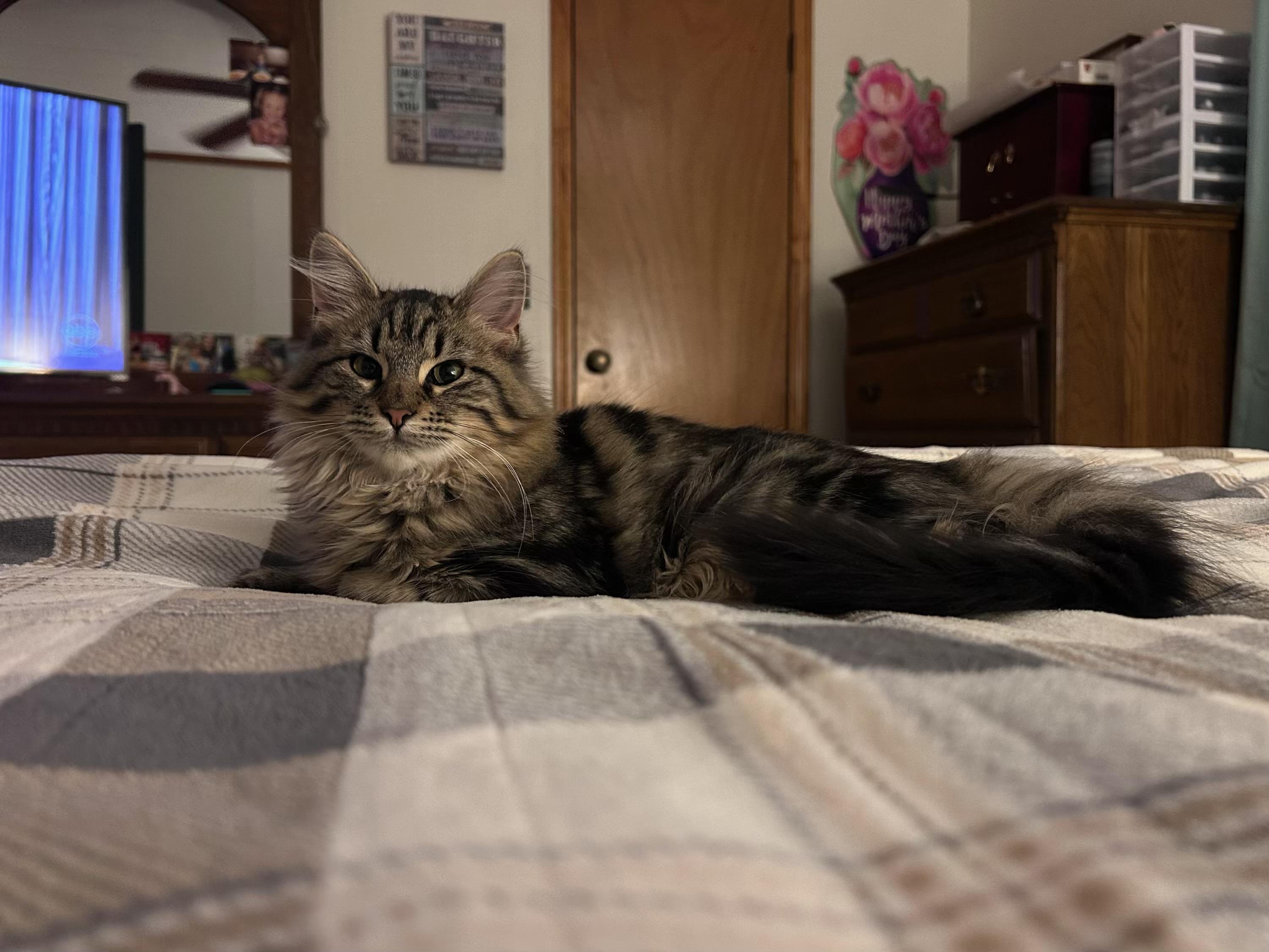 Enlarge Freya, a ADOPTABLE mixed breed in Murray, KY image 2/6