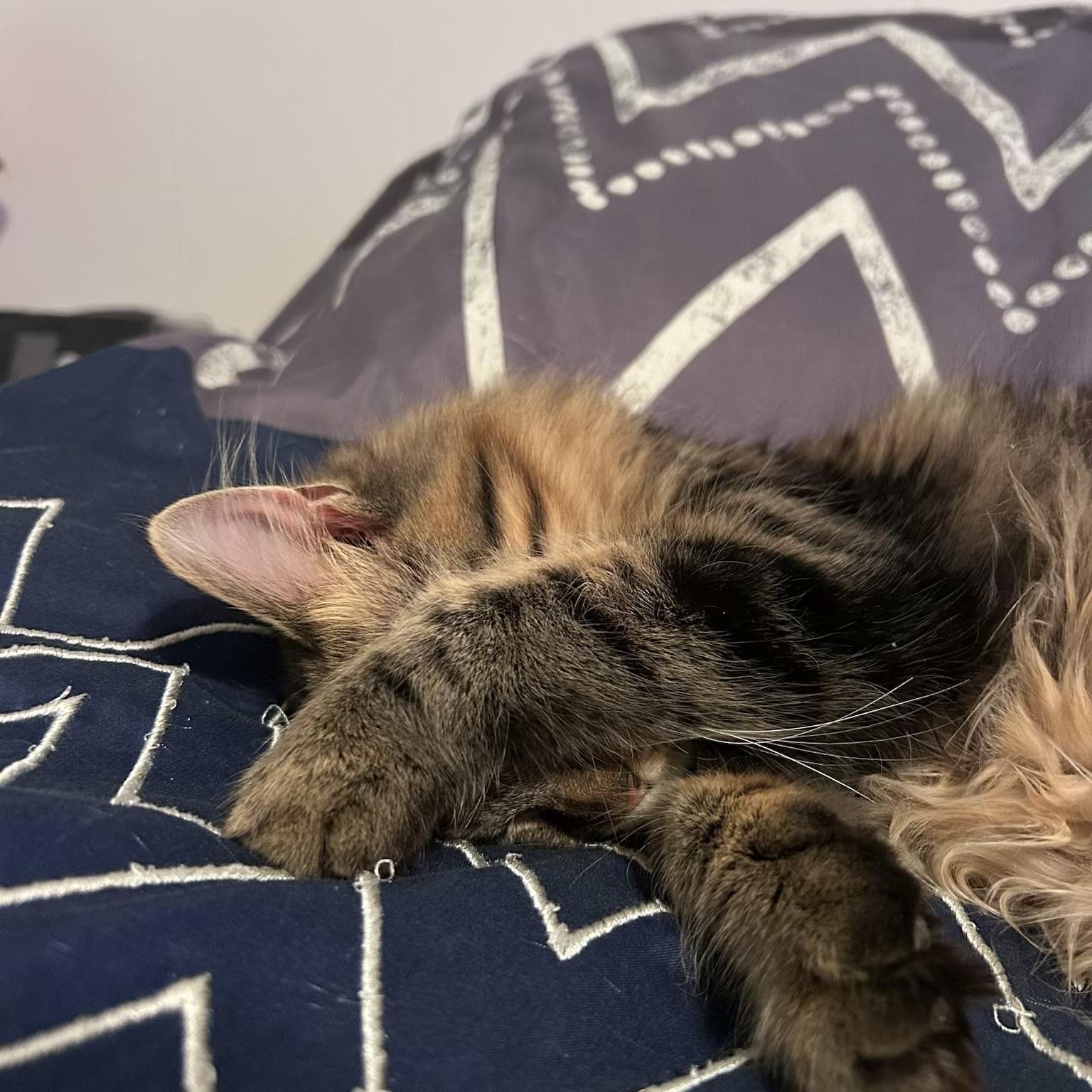 Enlarge Freya, a ADOPTABLE mixed breed in Murray, KY image 6/6