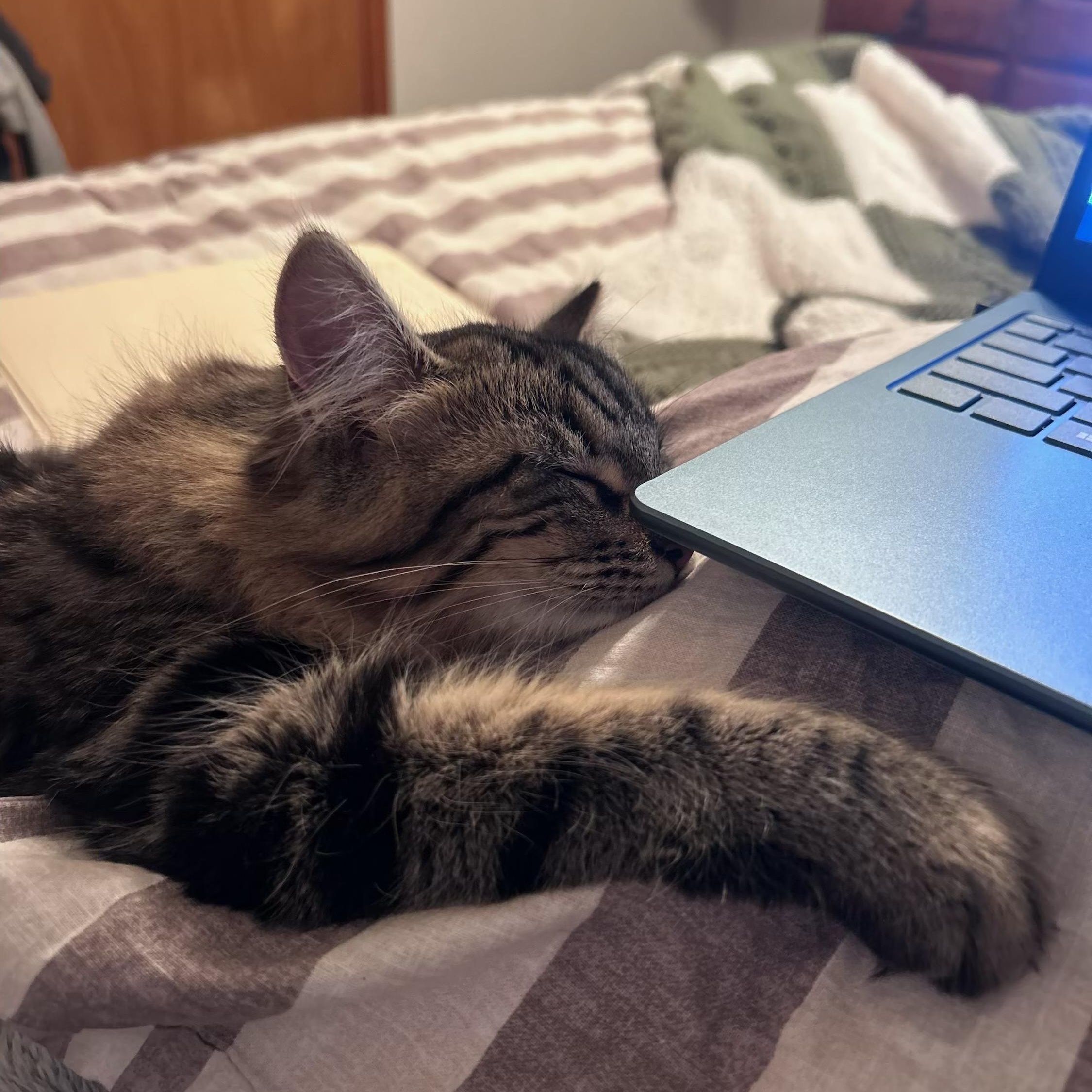 Enlarge Freya, a ADOPTABLE mixed breed in Murray, KY image 5/6