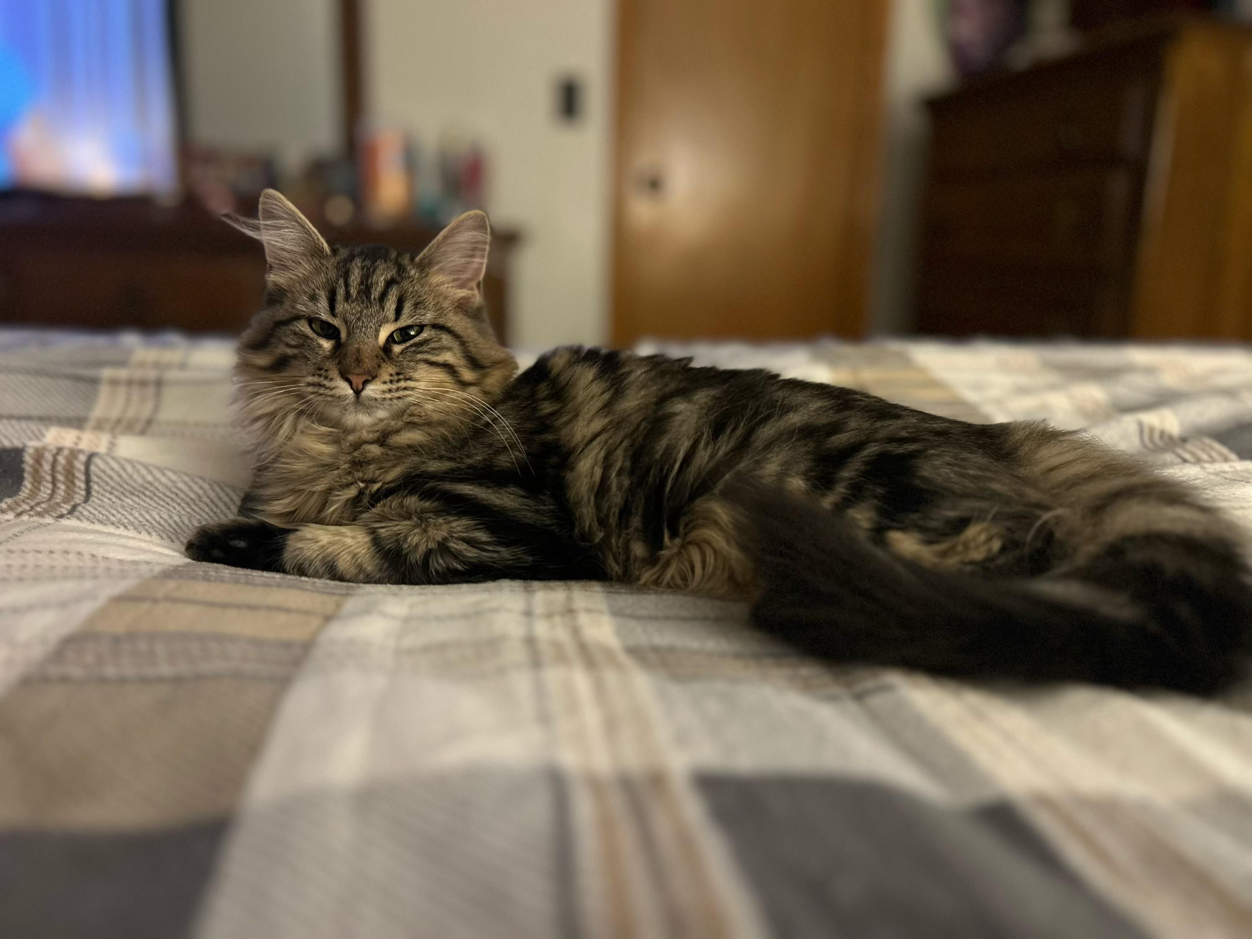 Freya, ADOPTABLE, Kitten Female Tabby & Domestic Long Hair.