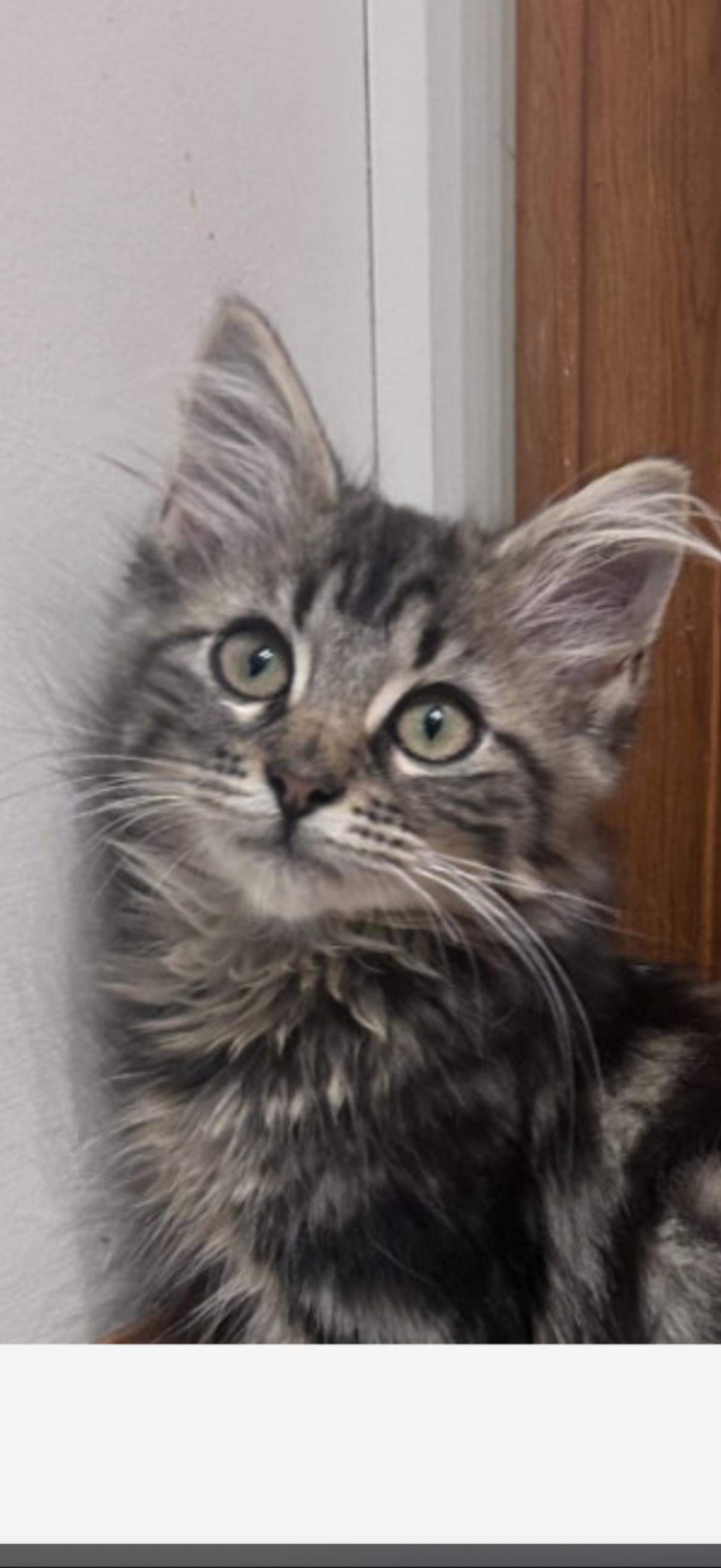 Enlarge Freya, a ADOPTABLE mixed breed in Murray, KY image 1/6