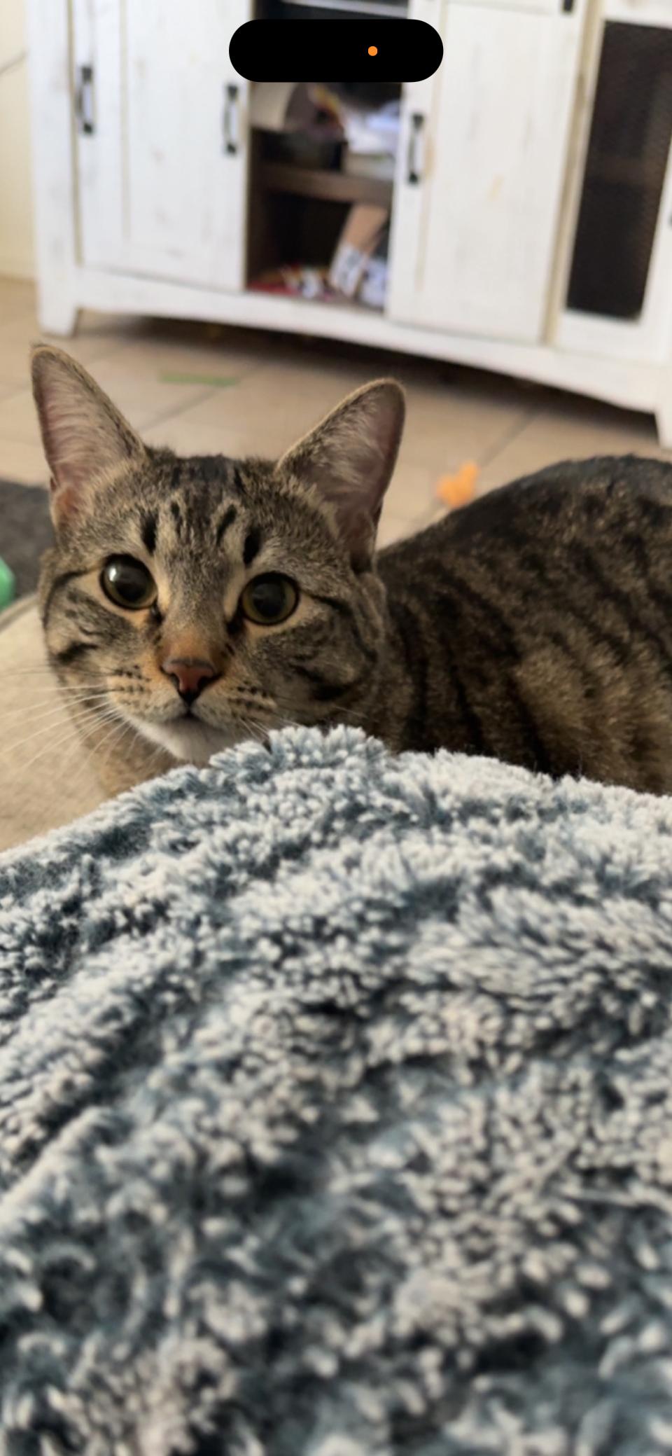 Hermione, Adoptable, Young Female Domestic Short Hair.