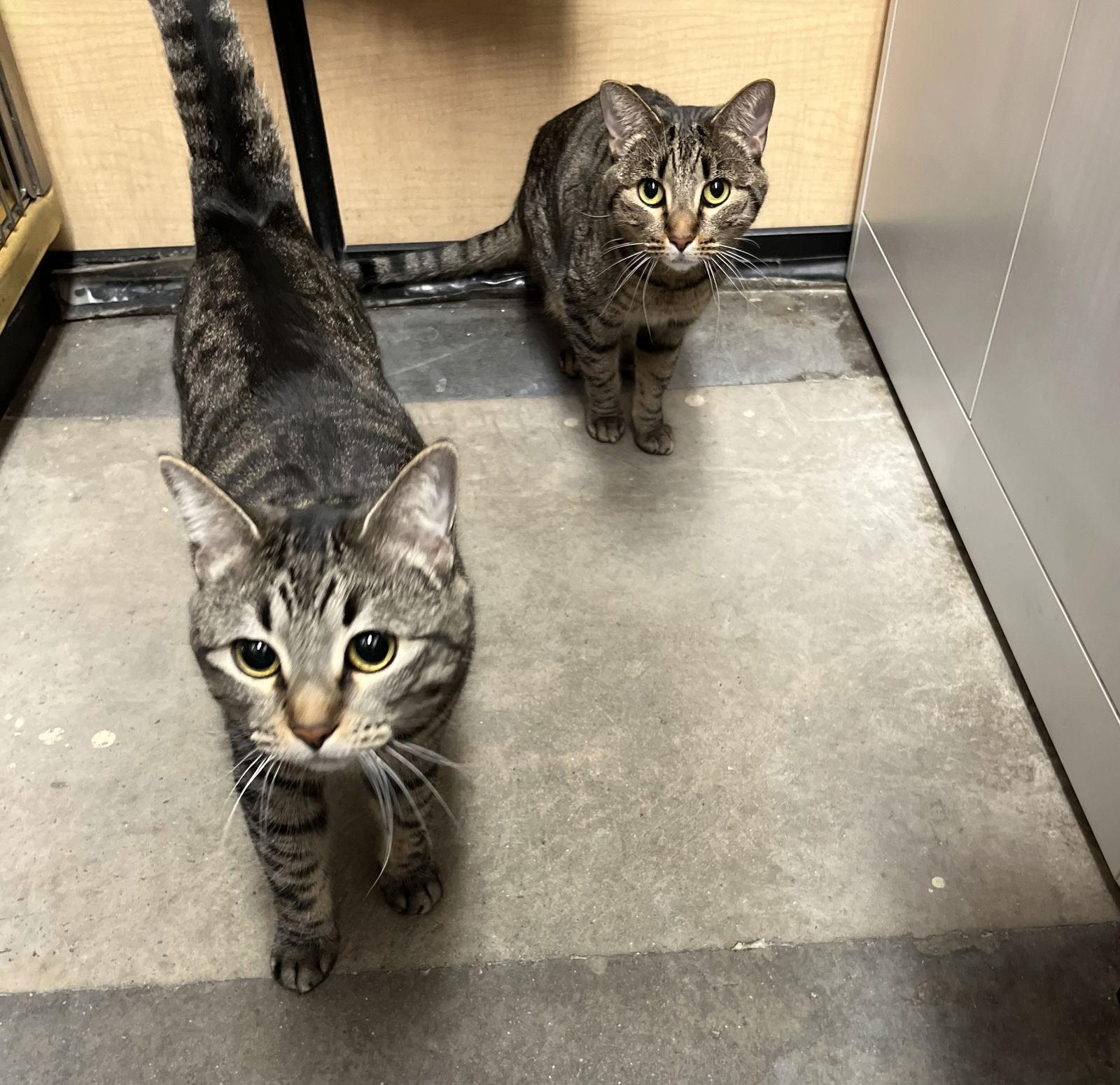 Hermione, a Adoptable Domestic Short Hair in Scottsdale, AZ image 3/3