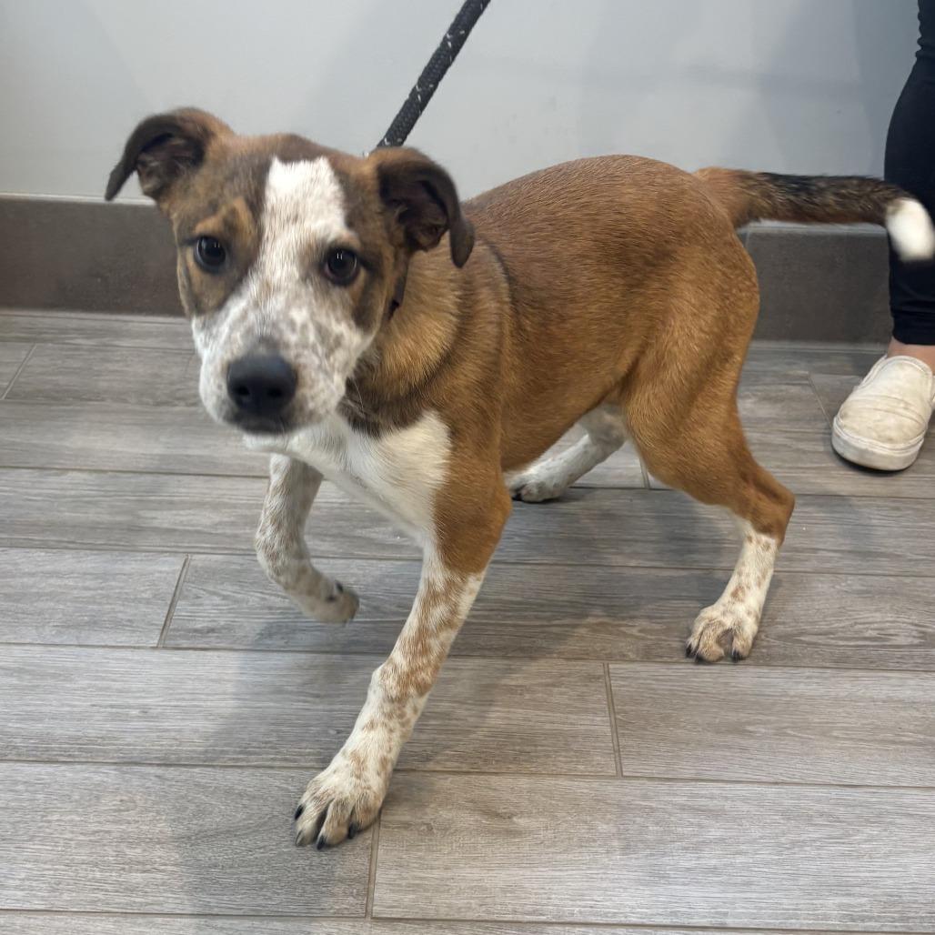 Poppy, Adoptable, Puppy Female Cattle Dog.