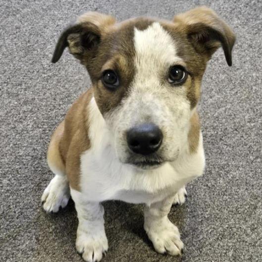 Enlarge Poppy, a Adoptable mixed breed in Calverton, NY image 2/2